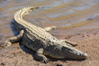 crocodile resting on the banks of a dam