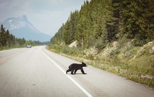 Bear Walking On A Road At Countryside