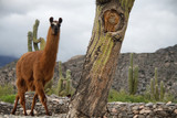 Fototapeta Sawanna - samotna lama wsród kaktusów w dolinie Quebrada de Humahuaca w argentynie