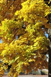 Fototapeta Fototapety z widokami - A crown of a maple with golden leaves in autumn