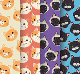 Poster - cats heads pets patterns