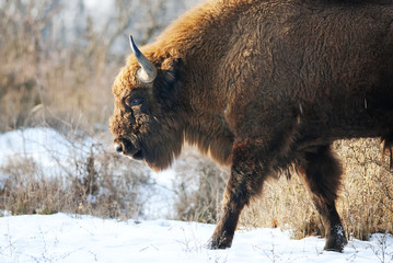 European Bison, Bison bonasus, Visent, herbivore in winter, herd, Slovakia