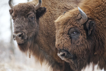 European Bison, Bison bonasus, Visent, herbivore in winter, herd, Slovakia