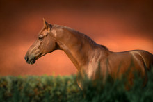Portrait Of The Chestnut Thoroughbred Horse Stays In Green Bush On Red Background