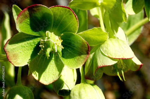Fotografering elleboro verde helleborus viridis parco regionale frignano modena emilia romagna
