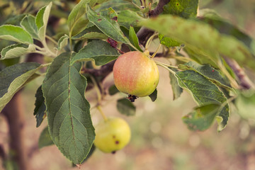 Apple tree with apples