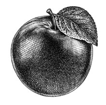 Engrave Isolated Apple Hand Drawn Graphic Illustration