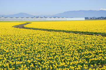 Top view s-curved winding path in daffodil farm at Skagit Valley, WA, USA. Springfield of bright yellow narcissus flower blossom. Row of green houses and snow covered Mount Vernon in background