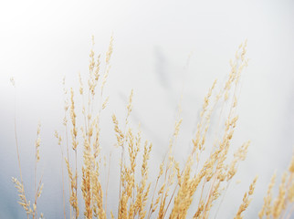  Wheat against white background