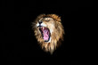 the lion roar, lion roar, lion portrait
