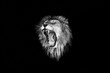 the lion roar, lion roar, lion portrait