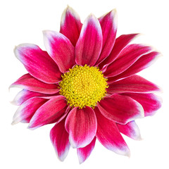 Poster - Indoor  flower red-white Chrysanthemum  with yellow center,  isolated on white background. Close-up.  Element of design.