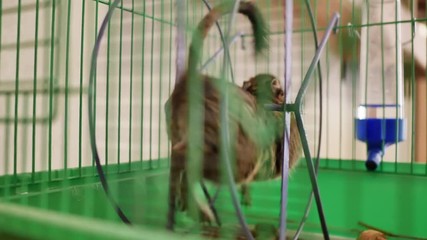 Wall Mural - Chilean squirrel spinning in the wheel in its cage.