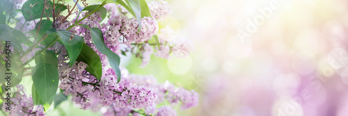 Lilac flowers spring blossom