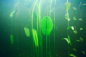 green grass underwater