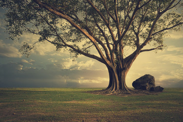 Big Horrible tree (Bonhi) on the ground. Nature background.