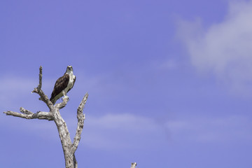 osprey perched on tree. ready to hunt breakfast looks attentively down at the river with blue sky as