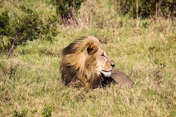 King of the plains lion