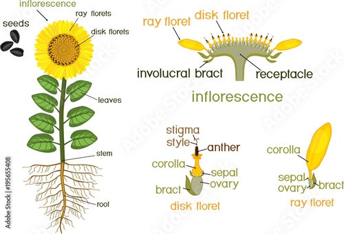 Parts of sunflower plant. Morphology of flowering plant ... simple fertilization diagram 