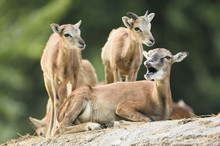 Close-up Of Mouflon Mother And Young (Ovis Orientalis Orientalis), Early Summer, Wildpark Alte Fasanerie Hanau, Hesse, Germany