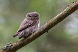 sóweczka - Glaucidium passerinum - pygmy owl