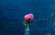 Pink Flowers On A Glass Bottle Behind A Blue Wall