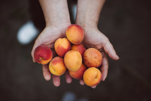 Bunch Of Apricots In Hands