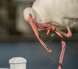 Injured Beautiful White Ibis