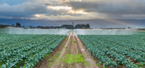 Watering Broccoli Crop