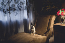 A Small Dog Sitting In Warm Lamp Light On A Chaise Lounge By The Window