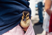 Cute Baby Duck In A Girl's Pocket