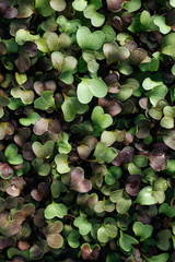 Wall Mural - Micro greens being grown in a greenhouse.