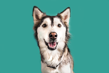 Wall Mural - Husky Dog Isolated on Colored Background