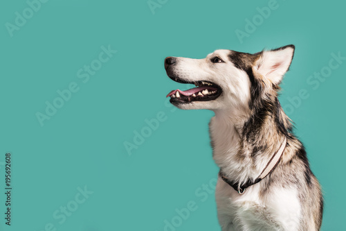 Zdjęcie XXL Husky pies Odizolowywający na Barwionym tle