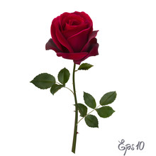 Beautiful Red Rose Isolated On White Background.