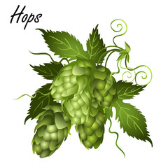 Wall Mural - Hop vine (Humulus lupulus) with leaves, tendrils and seed cones. Realistic vector illustration isolated on white background.