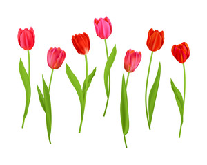 Poster - Elements Isolated tulips flowers