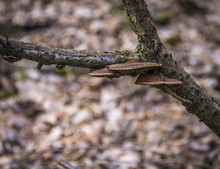 Three Fungi On Branch