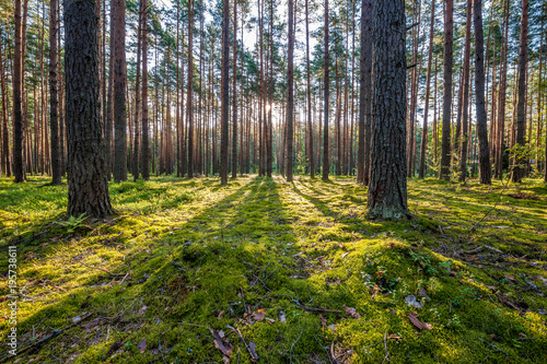 Fototapeta  Sunrise in pine forest