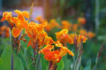 Wall Mural - Orange canna lilly field for fresh nature wallpaper and background.