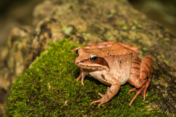 Wall Mural - A Wood Frog on a moss covered stone in Connecticut