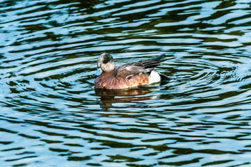 Poster - A Duck in the Water