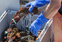 Water Dripping Off Of A Live Lobster Being Held