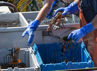 Wall Mural - Fishermen throwing live lobsters into bins