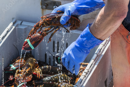 Fotomural Water dripping off of a live lobster being held