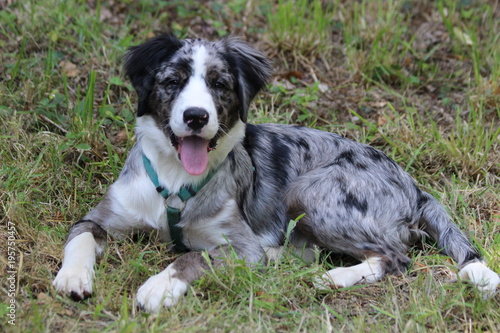 Chiot Berger Australien Se Repose Buy This Stock Photo And