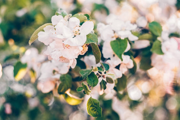  Natural background for design with a blossoming branch of a sweet cherry.