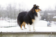Adorable Tricolor Sheltie Dog Staying Outdoors In The Park In Winter