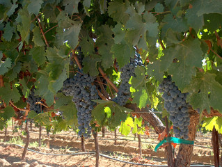 Purple Grapes Hanging on Vines in Vineyard