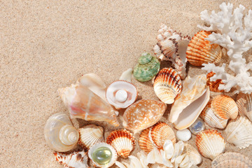 Wall Mural - Exotic shells and corals in the sand. Summer beach vacation concept.